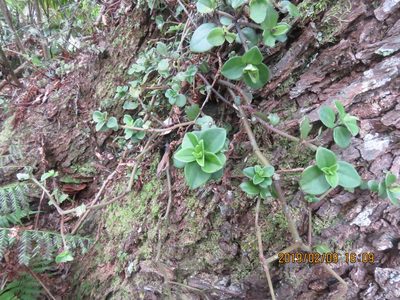 Peperomia hypoleuca, photographed by Steve Wells