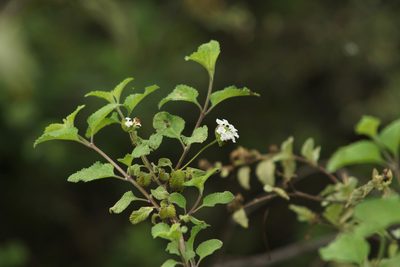 Lantana peduncularis, photographed by Carrie Seltzer