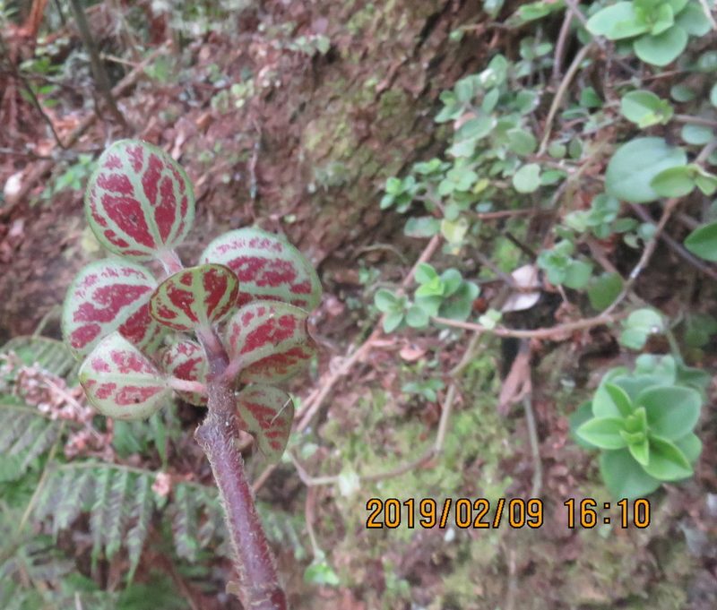 Peperomia hypoleuca, photographed by Steve Wells