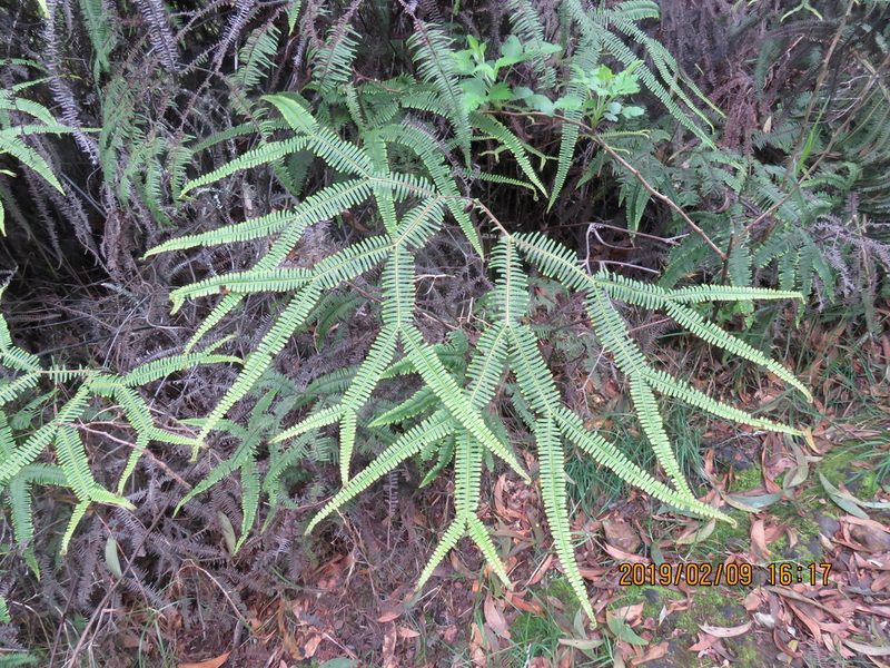 Sticherus owhyhensis, photographed by Steve Wells