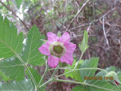 Rubus hawaiensis, photographed by Steve Wells