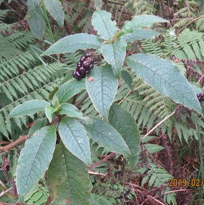 Phytolacca sandwicensis, photographed by Steve Wells
