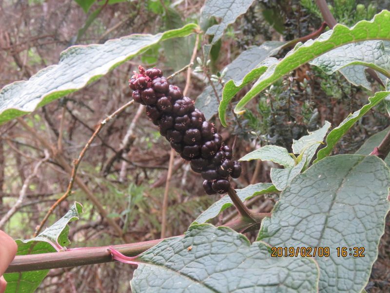Phytolacca sandwicensis, photographed by Steve Wells