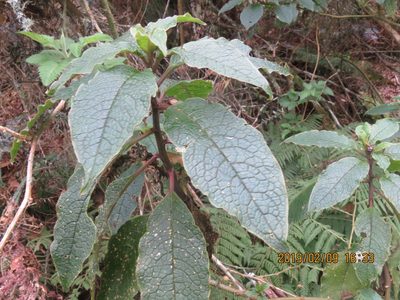 Phytolacca sandwicensis, photographed by Steve Wells
