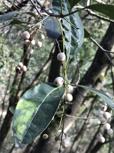 Chiococca pachyphylla, photographed by Adriana Nelly Correa Sandoval