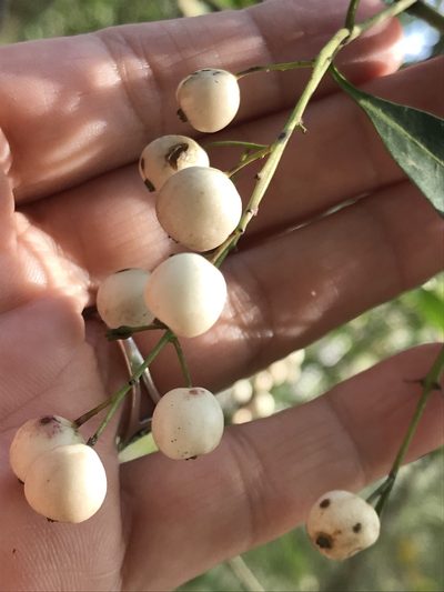 Chiococca pachyphylla, photographed by Adriana Nelly Correa Sandoval