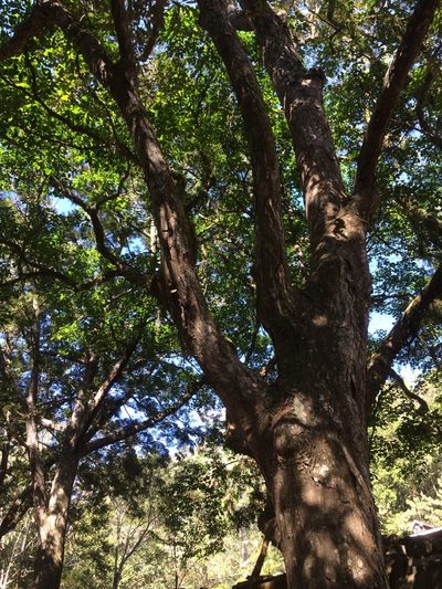 Quercus gilva, photographed by 呂一起(Lyu yi-chi)