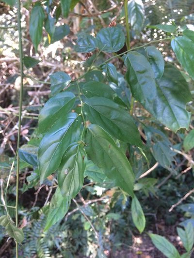 Ventilago leiocarpa, photographed by 呂一起(Lyu yi-chi)