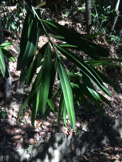 Podocarpus nakaii, photographed by 呂一起(Lyu yi-chi)