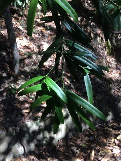 Podocarpus nakaii, photographed by 呂一起(Lyu yi-chi)