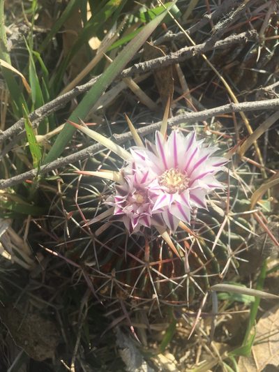 Stenocactus multicostatus, photographed by SusanaLarios Bayardo