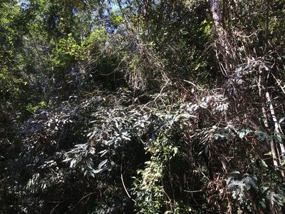 Castanopsis fargesii, photographed by 呂一起(Lyu yi-chi)