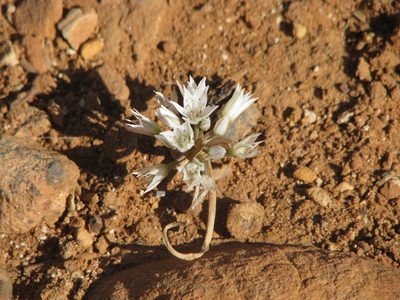 Allium nevadense, photographed by 66dodge