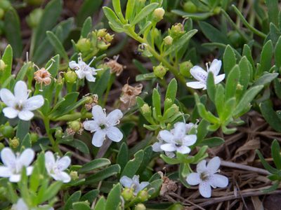 Myoporum parvifolium, photographed by Terra Occ