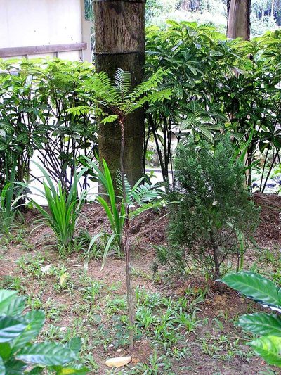 Eurycoma longifolia, photographed by Nasser Halaweh