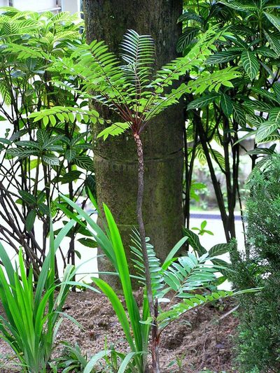 Eurycoma longifolia, photographed by Nasser Halaweh