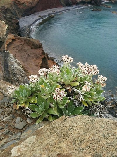 Helichrysum devium, photographed by Stefano Menchetti