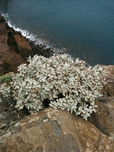 Helichrysum obconicum, photographed by Stefano Menchetti