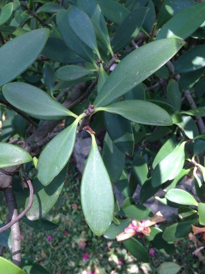 Clusia orthoneura, photographed by Matt Schultz
