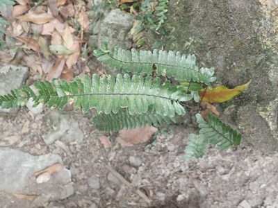 Asplenium normale, photographed by 呂一起(Lyu yi-chi)