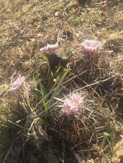 Stenocactus multicostatus, photographed by SusanaLarios Bayardo