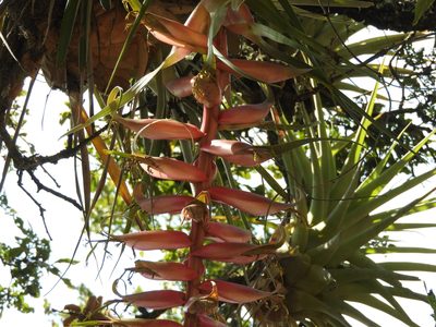 Tillandsia prodigiosa, photographed by Oscar Alejandro Morales Juárez