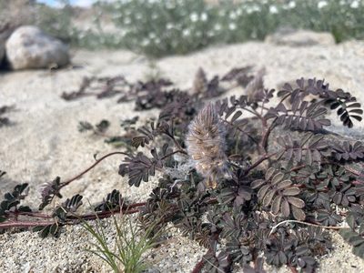 Dalea mollis, photographed by Jim Riley