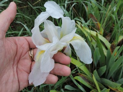 Iris × florentina, photographed by Sam Kieschnick