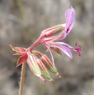 Pelargonium multicaule, photographed by Nicola van Berkel
