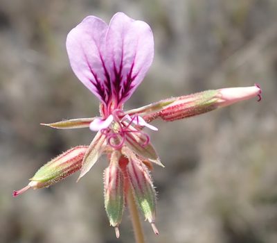 Pelargonium multicaule, photographed by Nicola van Berkel
