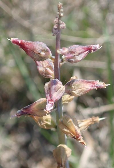 Lachenalia sessiliflora, photographed by Nicola van Berkel