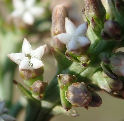 Thesium funale, photographed by Nicola van Berkel