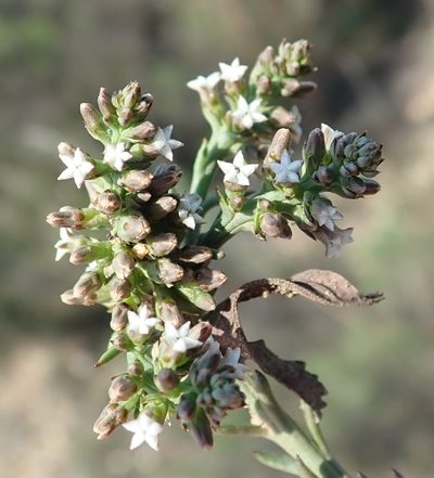 Thesium funale, photographed by Nicola van Berkel