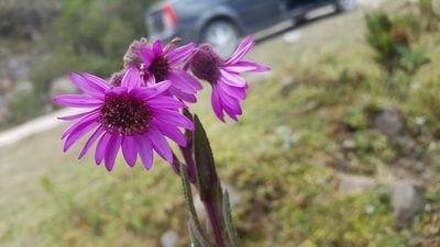 Senecio wedglacialis, photographed by Riley Pollom