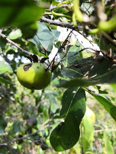 Diospyros rosei, photographed by adel-fridus