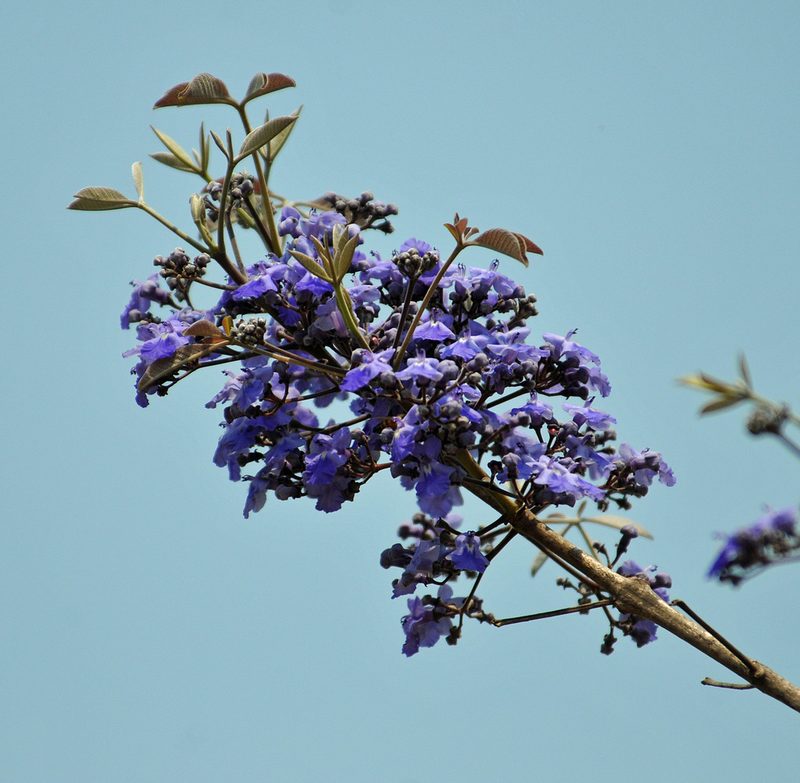 Vitex cymosa, photographed by Todd Boland