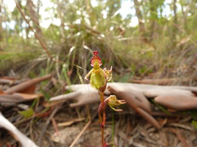 Caleana minor, photographed by Donald Hobern
