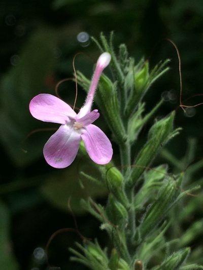 Pachystachys dubiosa, photographed by B. Phalan