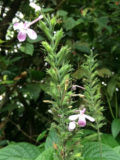 Pachystachys dubiosa, photographed by B. Phalan