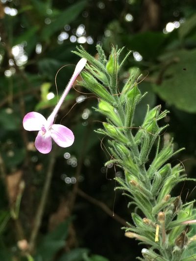 Pachystachys dubiosa, photographed by B. Phalan