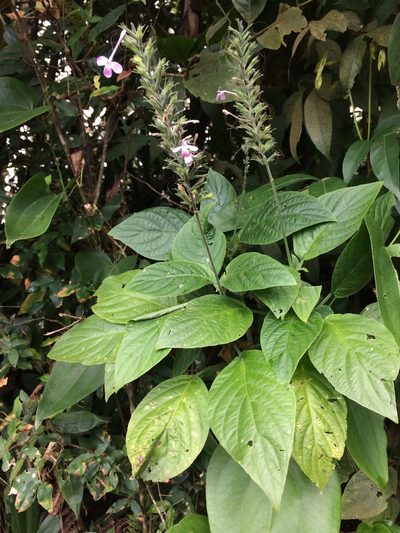 Pachystachys dubiosa, photographed by B. Phalan