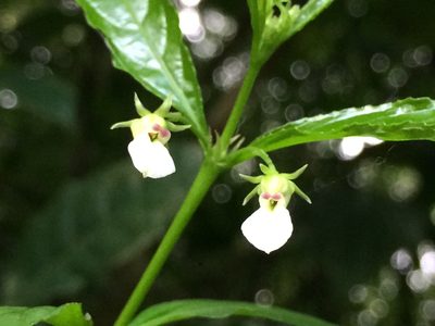 Pombalia bigibbosa, photographed by B. Phalan