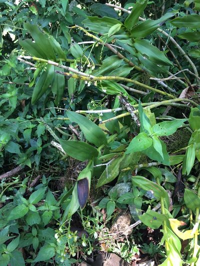 Epidendrum hassleri, photographed by B. Phalan