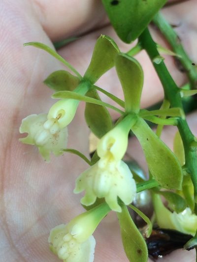 Epidendrum hassleri, photographed by B. Phalan