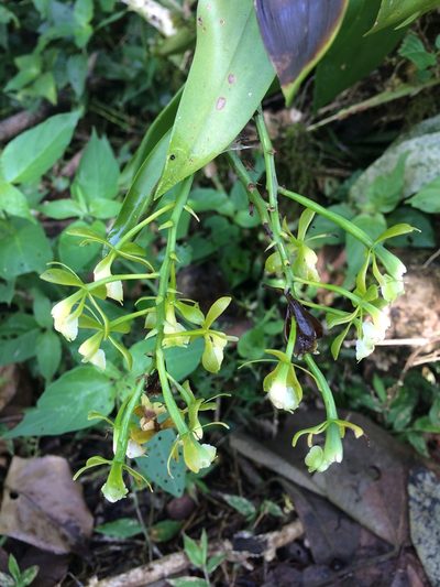 Epidendrum hassleri, photographed by B. Phalan