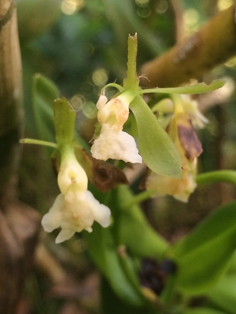 Epidendrum hassleri, photographed by B. Phalan