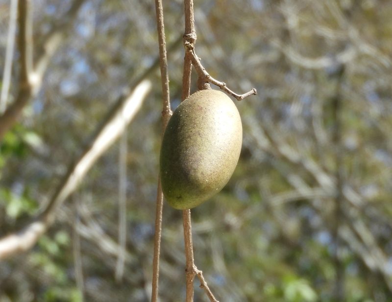 Ruehssia edulis, photographed by Francisco Farriols Sarabia