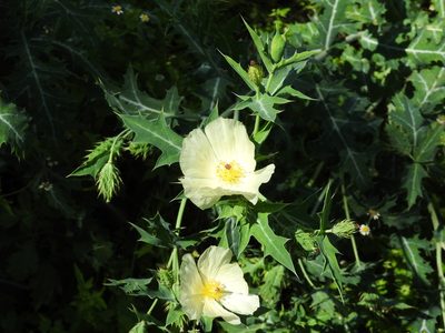 Argemone grandiflora, photographed by Francisco Farriols Sarabia