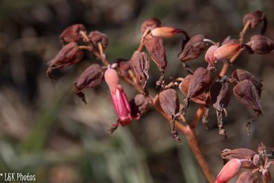 Kalanchoe gastonis-bonnieri, photographed by lallen