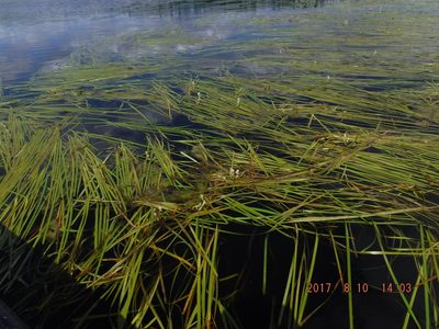 Sparganium fluctuans, photographed by Rose Zappa